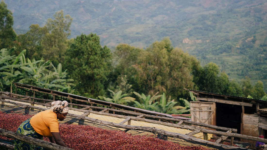 Cultural History of Coffee (East Africa)