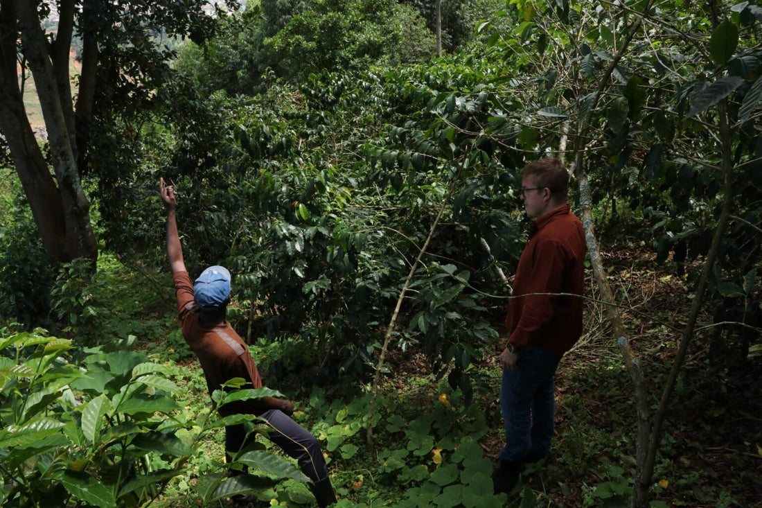The European Union Deforestation Regulation And What It Could Mean For Smallholders In East Africa